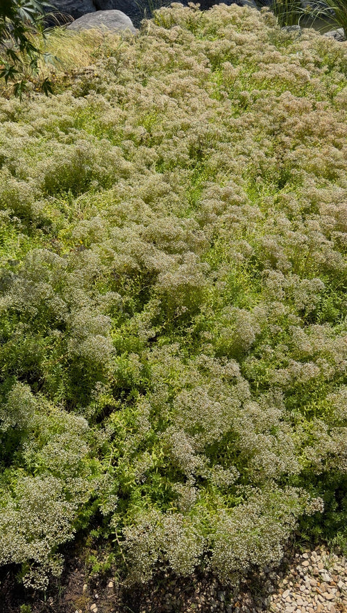 Sedum Coral Carpet