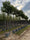 Image to render