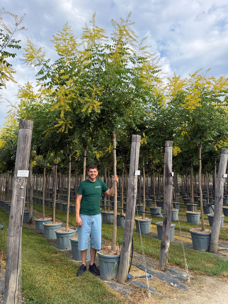 Savonnier de Chine (Koelreuteria paniculata)