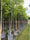 Image to render