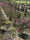 Image to render