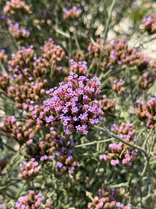 Verveine de Buenos Aires