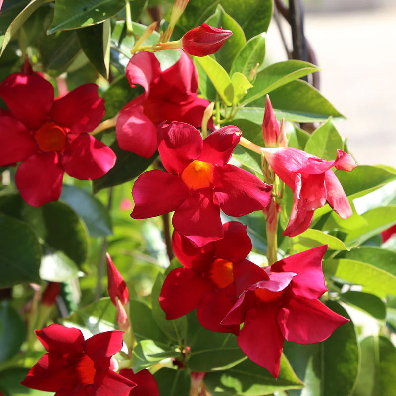 Dipladénia (Mandevilla)