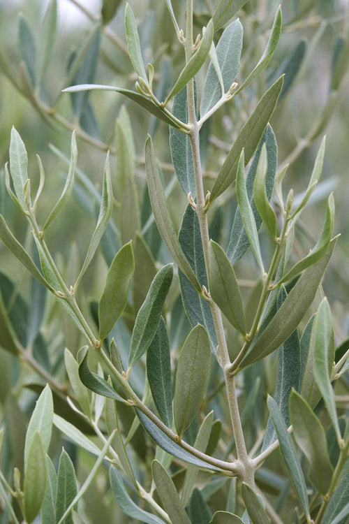 Olivier Classique (Olea Europaea)