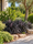 Image to render