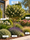 Image to render