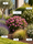 Image to render