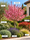 Image to render
