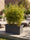 Image to render