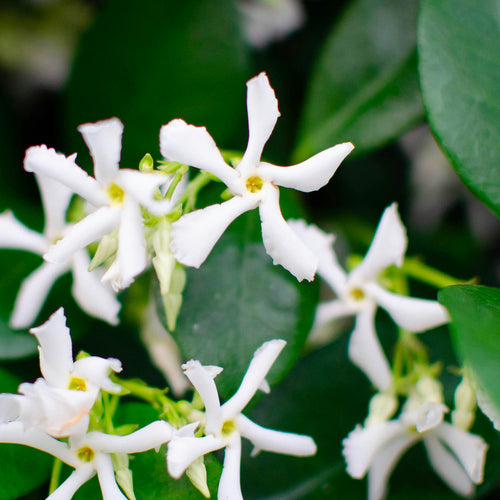 Jasmin Étoilé Grimpant (Trachelospermum Jasminoides)