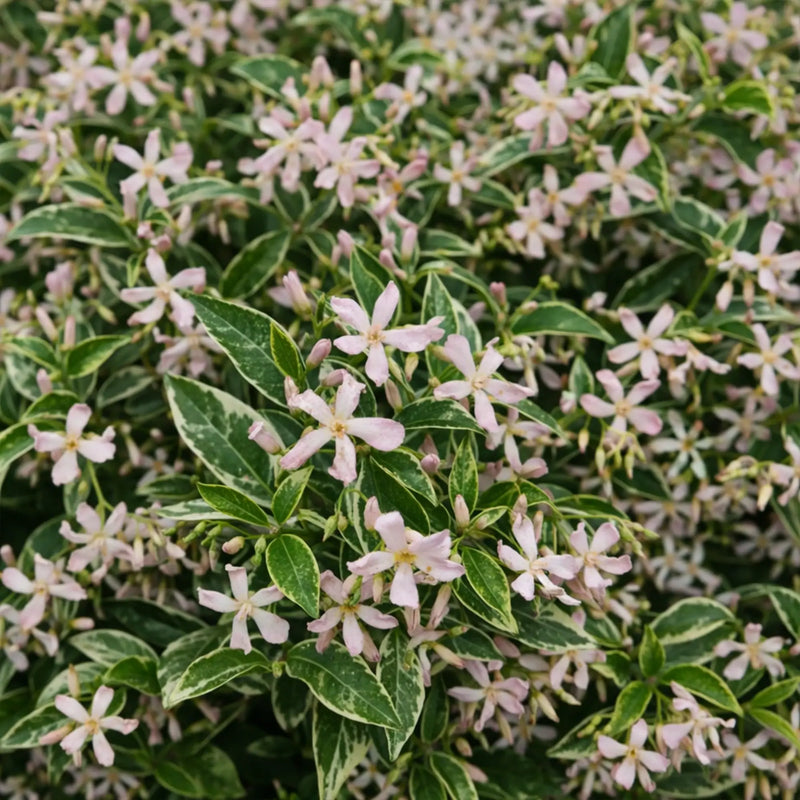 Jasmin étoilé panaché à fleurs roses "Star of Milano"