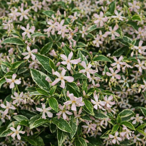 Jasmin étoilé panaché à fleurs roses 