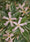 Image to render