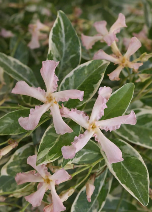 Jasmin étoilé panaché à fleurs roses 