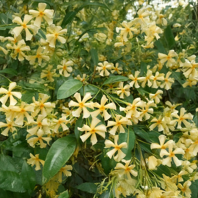 Jasmin étoilé à fleurs jaunes "Star of Toscane" (Trachelospermum Star of Toscane)
