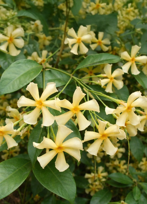 Jasmin étoilé à fleurs jaunes 