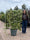 Image to render