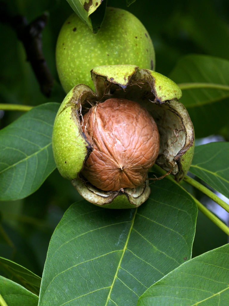 Noyer (Juglans)