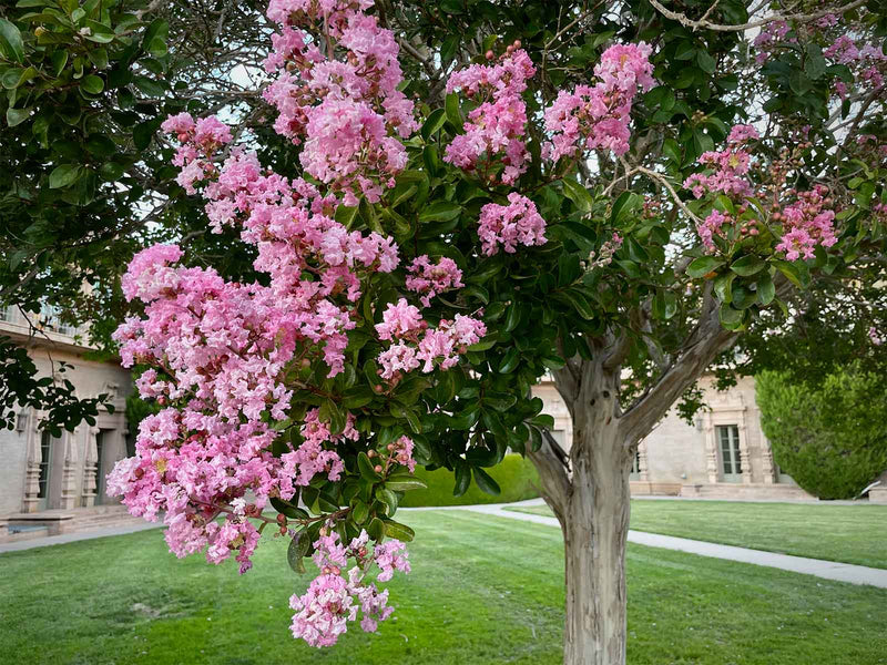 Lilas des indes (Lagerstroemia)