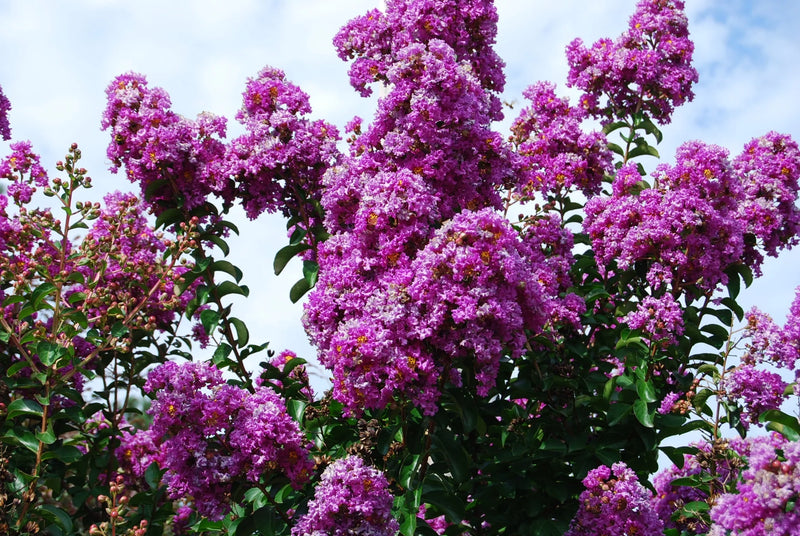 Lilas des indes tressé (Lagerstroemia)