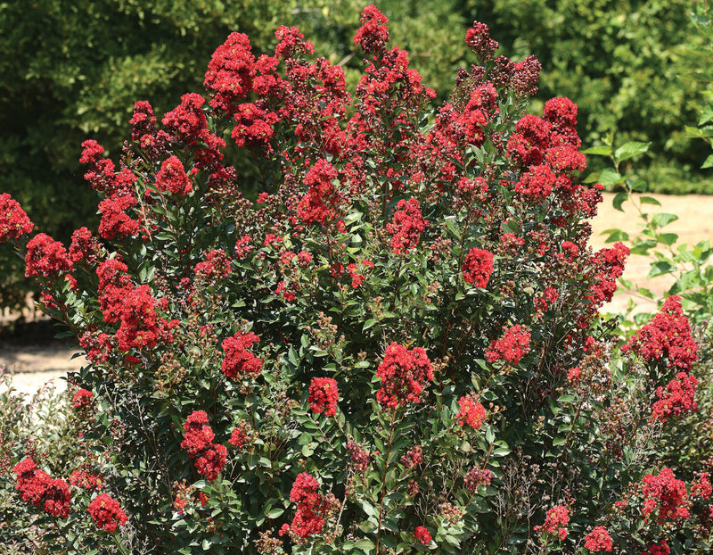 Lilas des indes en tige (Lagerstroemia)