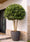 Image to render