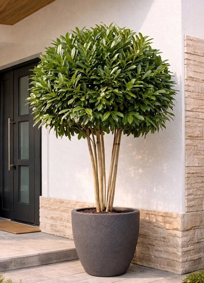 Laurier-Cerise en Cépée