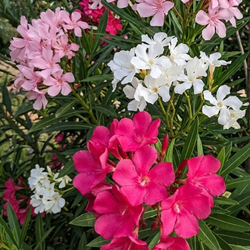 Laurier Rose Nain (Nerium oleander ‘Nana’)