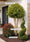 Image to render