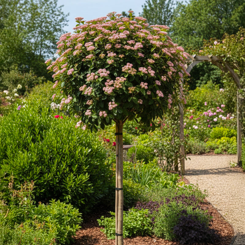 Laurier-tin en Demi-tige (Viburnum tinus)