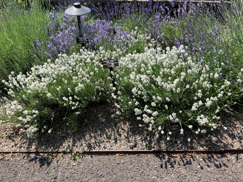 Lavande blanche (Lavandula Angustifolia Edelweiss)