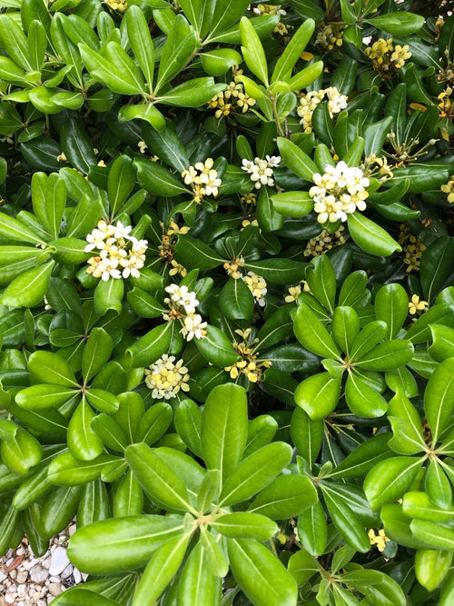 Pittosporum de Chine ‘Nana’