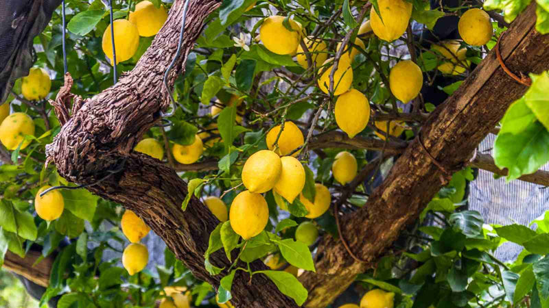 Citronnier Jaune en Tonneau