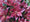 Image to render
