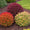 Image to render