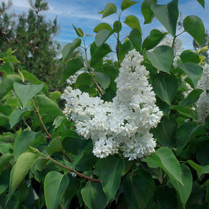 Lilas (Syringa vulgaris)