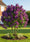 Image to render