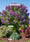 Image to render