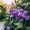 Image to render