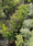 Image to render