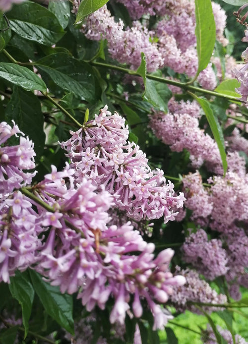 Lilas Nain (Syringa Patula Miss Kim)
