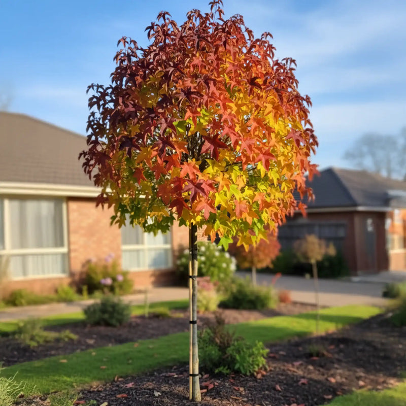 Liquidambar Gumball en demi-tige