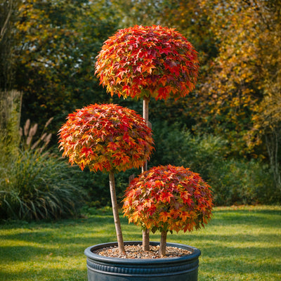 Liquidambar Gumball Pompoms