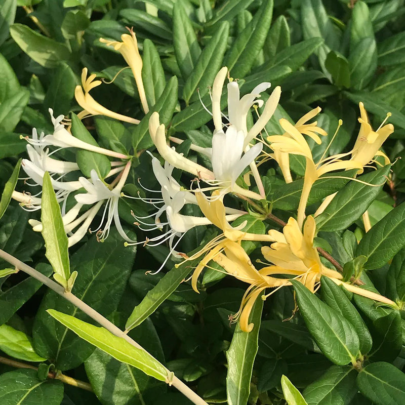 Chèvrefeuille Grimpant (Lonicera)