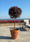 Image to render