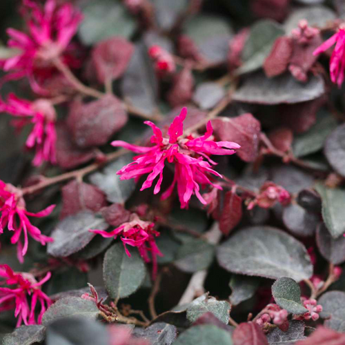 Loropétale de Chine en palissade