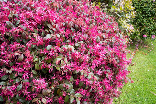 Loropétale de Chine (Loropetalum Chinense)