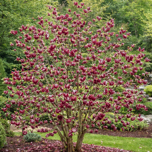 Magnolia Rouge Genie