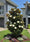 Image to render