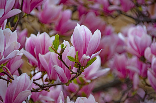 Magnolia de Soulange en demi-tige (Magnolia Soulangeana)